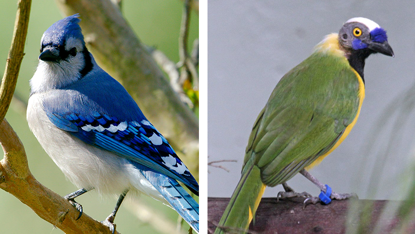 “Grue Jay” Discovered in Texas Puzzles Evolutionists