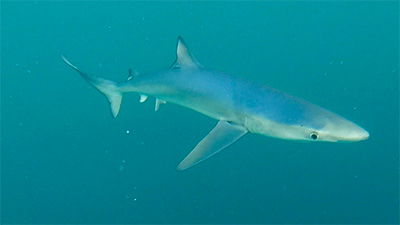 New Study: Blue Sharks Can Change Color