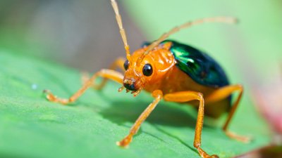 Bombardier Beetle–The Arsenal Insect