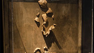 Lucy (<i>Australopithecus afarensis</i>)