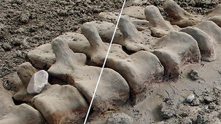 Body Parts Fossils