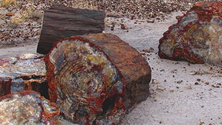 How Is a Fossil Formed?