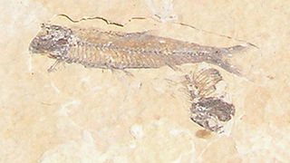 What Is a Fossil?