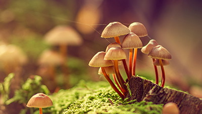 Study: Fungal Networks So Massive They’d Span 10% of the Milky Way