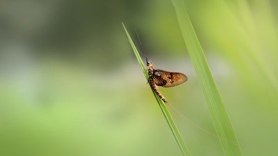 “35-Million-Year-Old” Mayfly Looks Astonishingly Like a Mayfly