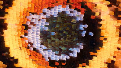 New Study: Butterfly Wings More Than Just Scales