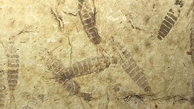 Ichthyosaur Fossil with Never-Before-Seen Soft Tissues Confirms the Global Flood