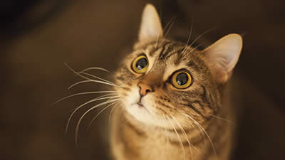 What Does Cat “Kind” Mean?