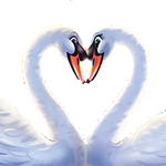 Agape and Phileo, the Polish Mute Swans