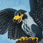 Skye the Peregrine Falcon