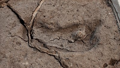 A Footprint in Chile—Earliest Evidence of Humans in the Americas?