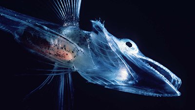 Clear as Blood: How Did Antarctic Icefish Survive Their “Evolution”?