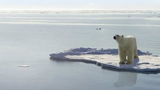 Polar Bear Quiz Answers