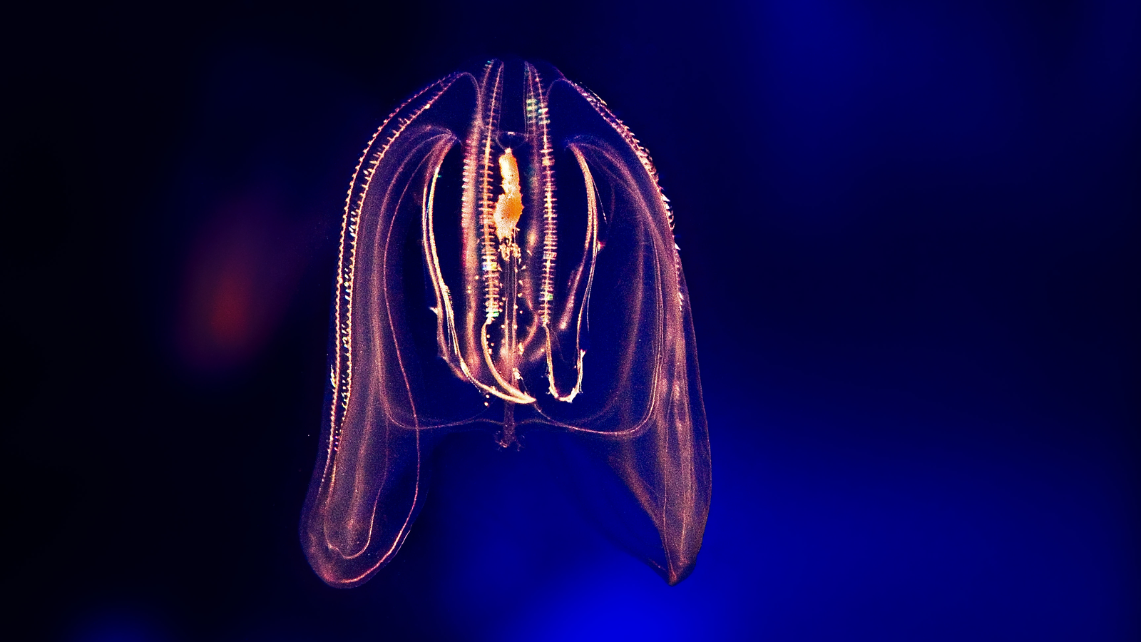 Comb Jellies More Complex Than Previously Thought