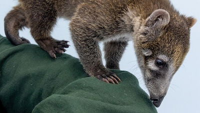 Meet Our New Baby South American Coatis