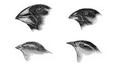 Yale Professor “The Origin of Species Is Exactly What Darwin Cannot Explain.”