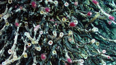 Deep-Sea Vents—Life’s Toxic Sanctuary