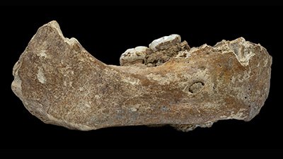Denisovan Fossil Found in Tibet
