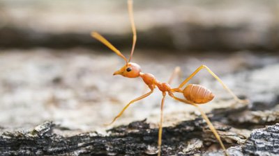 ¿Adán pisó una hormiga antes de la Caída?