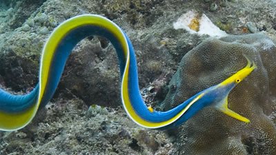 Did Eels Evolve Better By Biting?