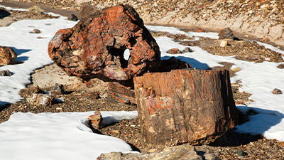 Did Rainforests Once Grow in a Frozen Wasteland?