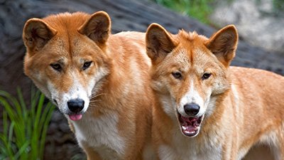 Dingo and Dog Kind Discovery