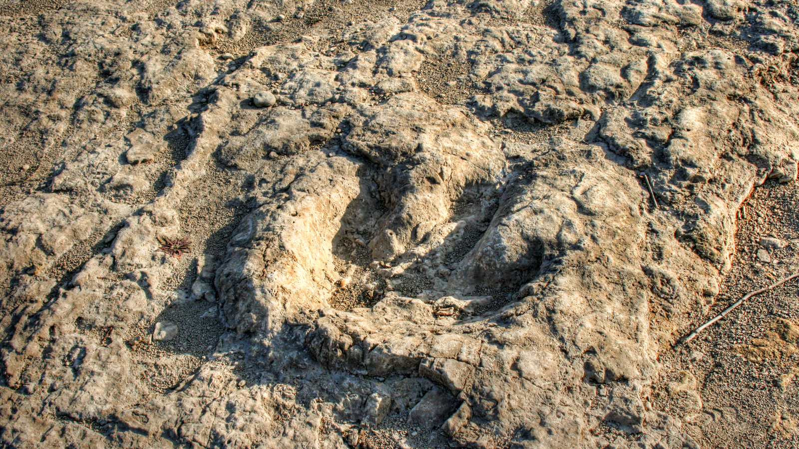 Massive Sauropod Trackway Uncovered in the UK