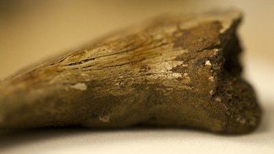 Duck-billed Dinosaur Skin Preserved in Alberta, Canada