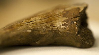 The Case for a Young Earth Due to the Soft Tissues and Biochemicals Found in Fossils