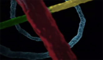 The Language of DNA