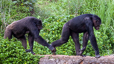 How Evolution Undercuts a Key Attribute of God