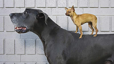 World’s Largest and Smallest Dogs Meet—And Illustrate Biblical Truth