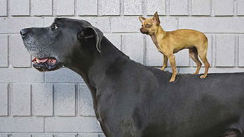 Dogs