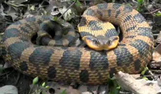Hognose Snake