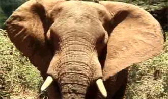 Elephant