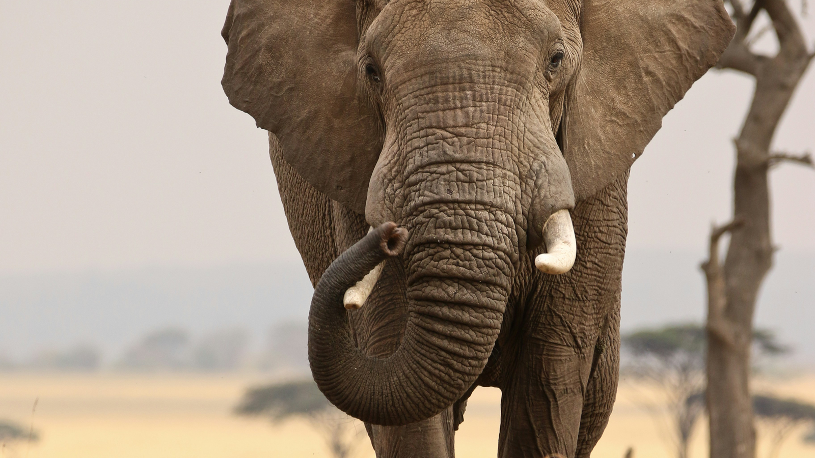 Elephant Trunks Even More Complex Than Previously Thought