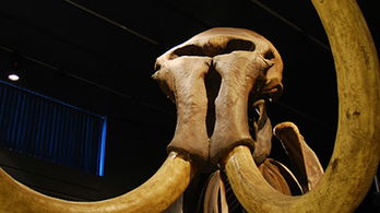Extinct Animals