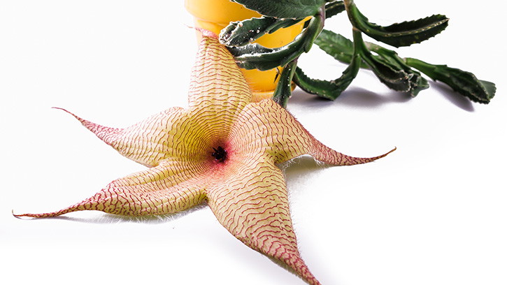 This Stinky Flower Is Hiding a Secret