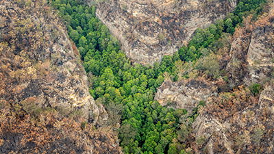 Firefighters Save Trees That Outlived the Dinosaurs . . . But Was That Millions of Years Ago?