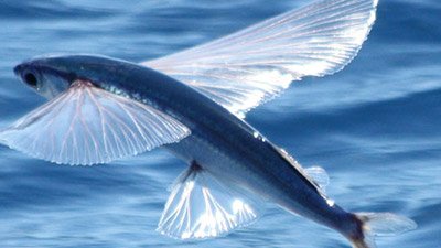 Flying Fish—Aquatic Flight Instructors