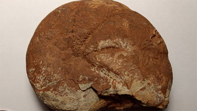 A Preliminary Cephalopod Baraminology Study Based on the Analysis of Mitochondrial Genomes and Morphological Characteristics