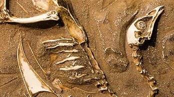 Fossils
