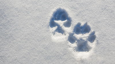 Frozen Puppy, Dog, Wolf, or Something in Between?