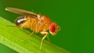 Early Development of the Fruit Fly as Evidence of Design