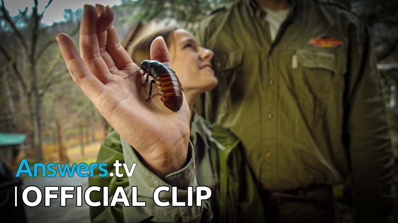 Kashtan’s Wildlife in the Zoo / Official Clip / Slithering Things