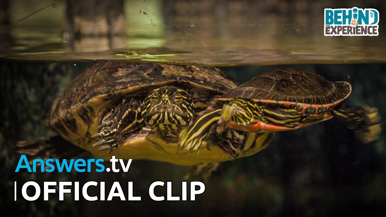 Lobby Aquarium / Official Clip / Behind the Experience