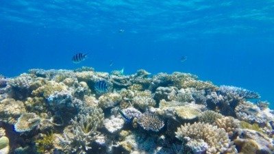 Great Barrier Reef Sees “Record Coral Comeback”