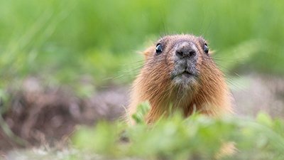 Groundhog Day and Other Weather “Prophecies”