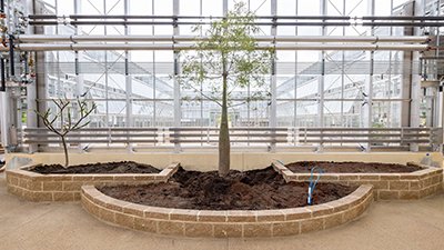 “Plants of the Bible” Arrive at Creation Museum Conservatory, Kentucky’s Largest