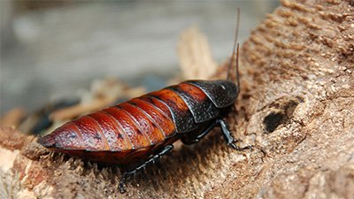 Hissing Cockroaches—The Perfect Family Pet